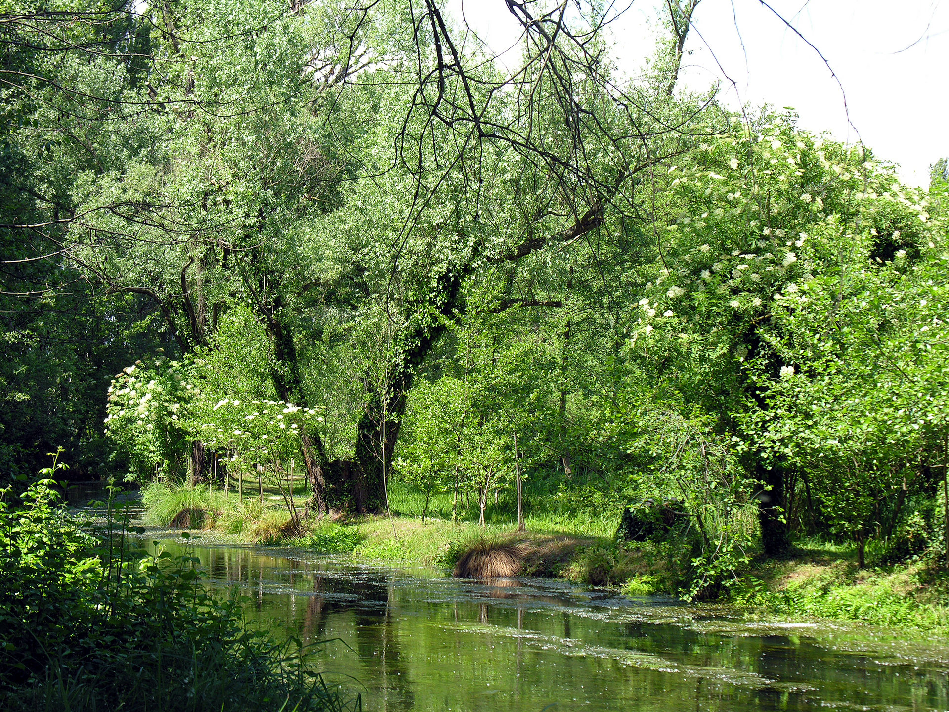 The canal amid the greenery of the Cervara Mill nature oasis at Quinto di Treviso, in the Parco del Sile